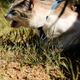 Illustration for article titled How To Take Your Cat Camping